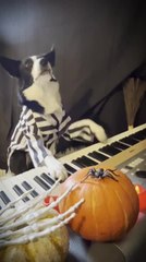 Скачать видео: Dog Plays Synthesizer