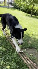 Dog Shows Their Balancing Skills