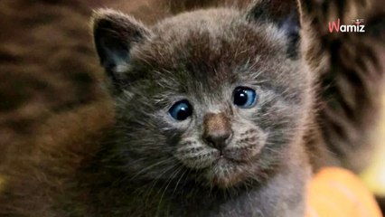 Elle vient en aide à une famille de chats : le regard particulier de l’un des matous va retenir son attention