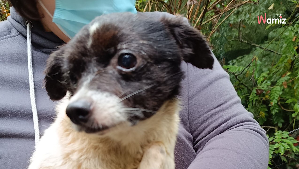 Gironde : ils appellent un vétérinaire pour euthanasier 16 chiens "pourris", une association découvre l'horreur