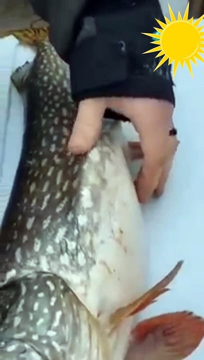 Amazing Fish