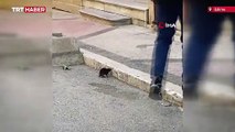 Fare insanların üzerine atladı, kedi ve köpek seyirci kaldı