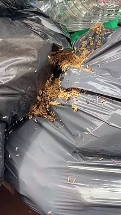 Quejas de vecinos de Garachico porque los contenedores "llevan una semana con basura"