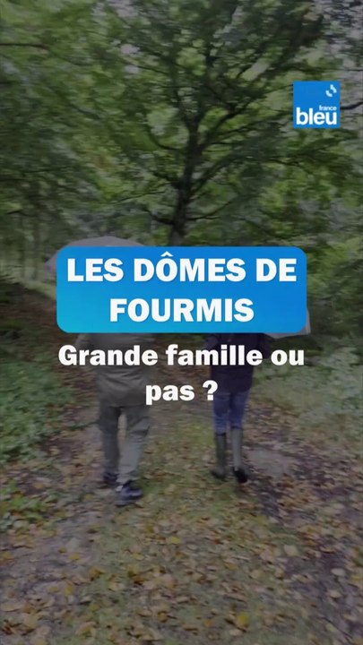 H2O en balade à la découverte des fourmis rousses de la forêt domaniale d'Ayguebonne