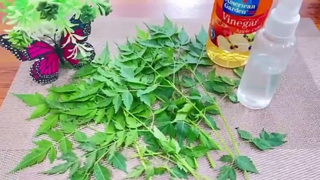 Hair dandruff ky leay homemade remedy & Dandruff KO khtam krny Ka tariqa Remove dandruff sapry