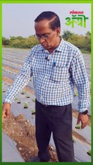 स्ट्रॉबेरीसाठी बेड आणि रोपांमध्ये किती असावे अंतर