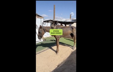 Des vétérinaires créent un centre de fortune pour les animaux de Gaza menacés par la guerre