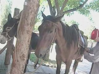 Film4vn.us-ThichHo-36.00