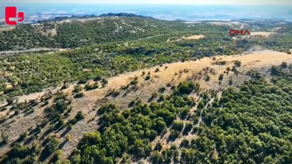 Kaybolan keçiler, dronla bulundu