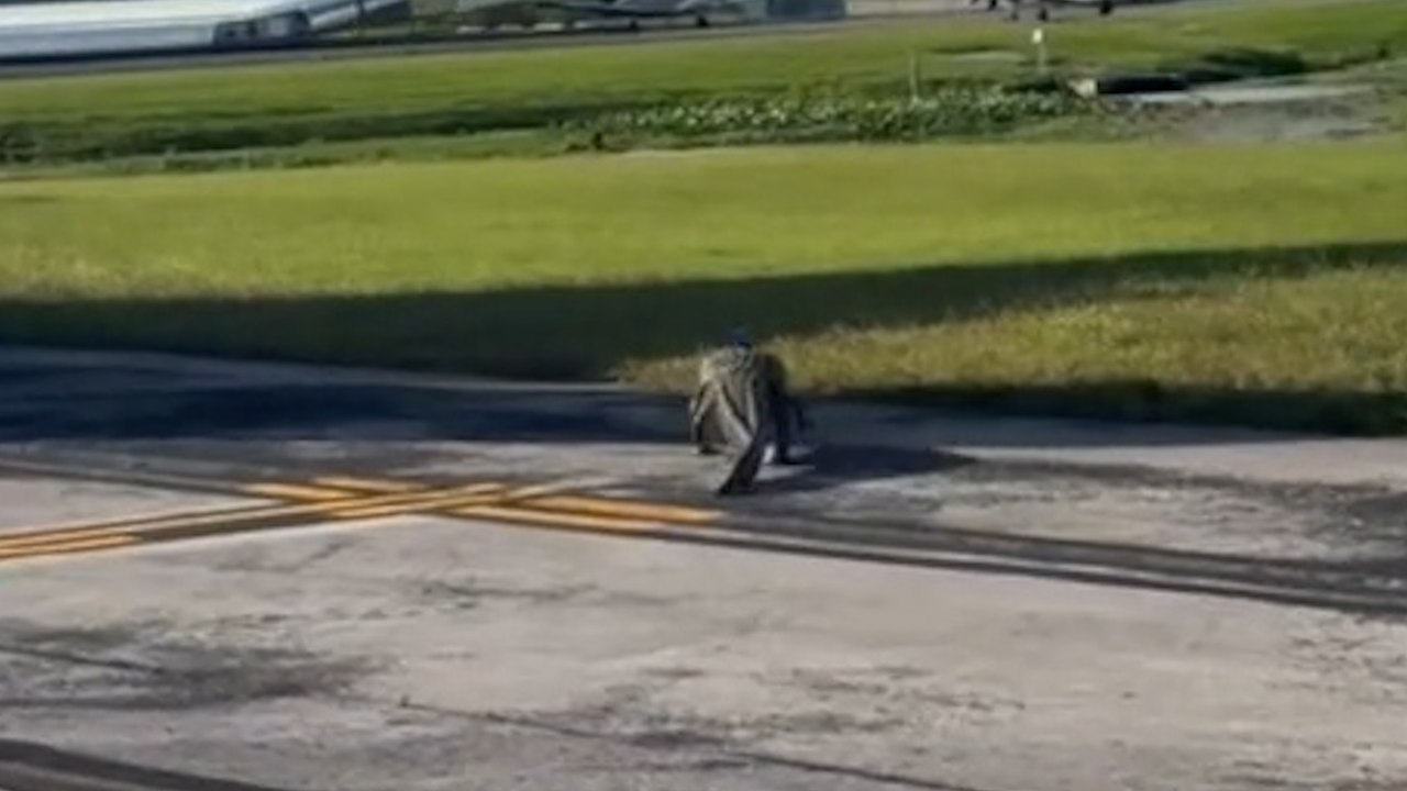 Alligator auf der Landebahn des Orlando Executive Airport gesichtet