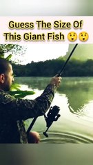 Biggest Carp Fish Caught #fishingshorts