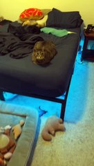 "Cute and Clumsy: Funny Cat Reactions"