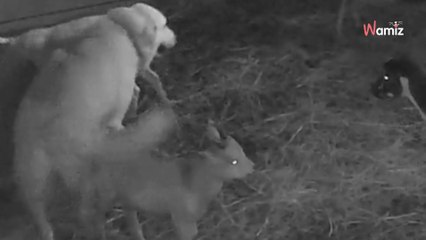 L'intrus s'approche de l'enclos des chèvres pendant la nuit : 12,9M de personnes retiennent leur souffle (vidéo)