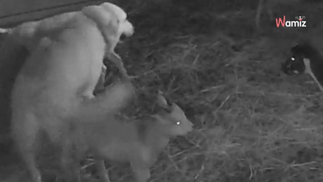 L'intrus s'approche de l'enclos des chèvres pendant la nuit : 12,9M de personnes retiennent leur souffle (vidéo)