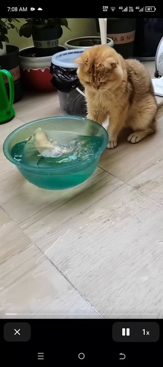 Cat fear with little fish