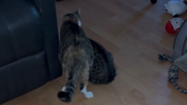 Mother cat drags her giant baby across the floor like it's nothing *Hilarious*