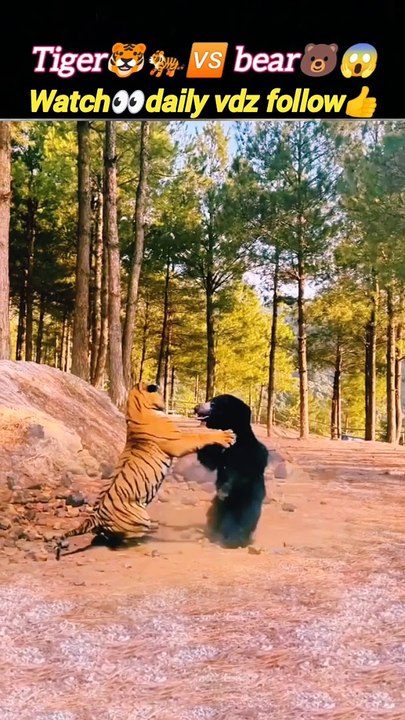 Tiger vs bear | bear attack | tiger attack | hunting video | #animals #trending #nature