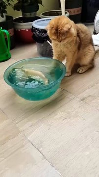 Peek-a-Boo Prank: Cats Take Turns Jumping Out and Scaring Each Other!