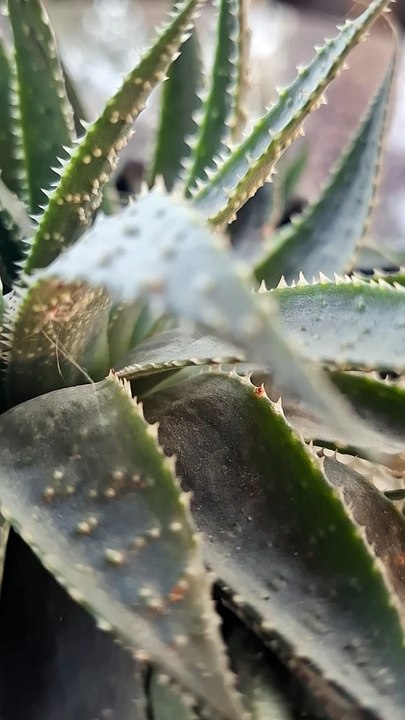 MY GARDEN