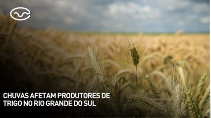 Chuvas afetam produtores de trigo no Rio Grande do Sul