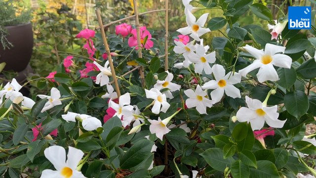 Roland Motte, jardinier : protégez vos dipladenias et vos géraniums en hiver