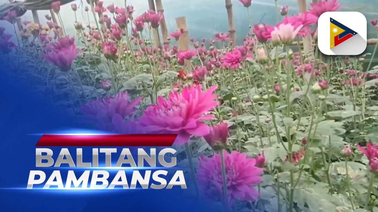 Benguet farmers start harvesting of flowers ahe...