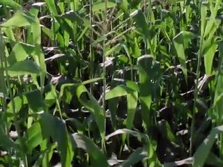 Les Nouveaux venus  Film Netflix complet - Drame Famille-