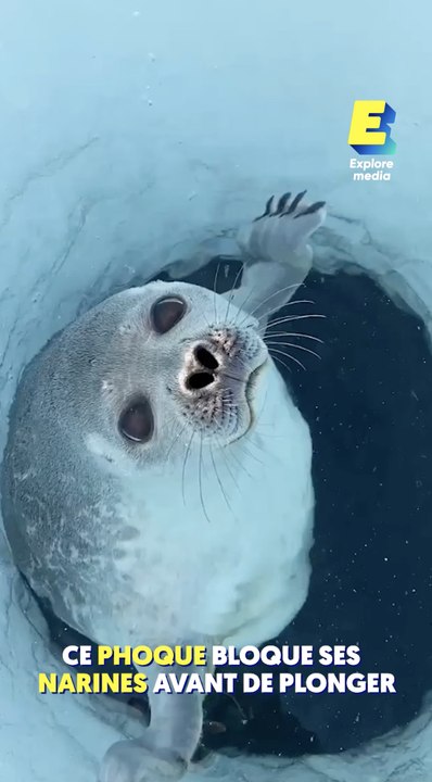 Ce phoque bloque ses narines avant de plonger