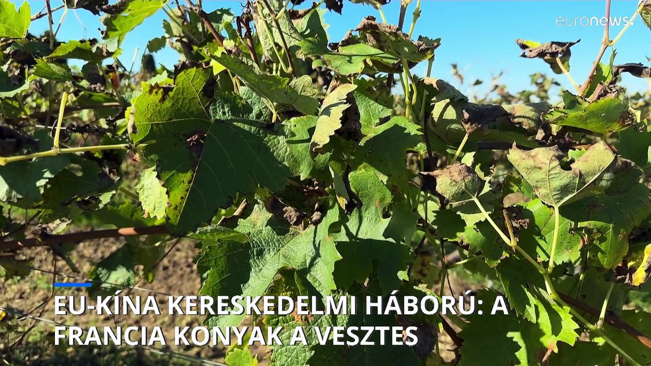 A francia konyak az EU-Kína kereskedelmi háború vesztese