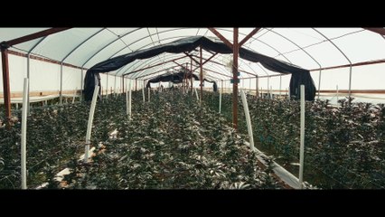 Honeydew, guarda una clip inedita del film