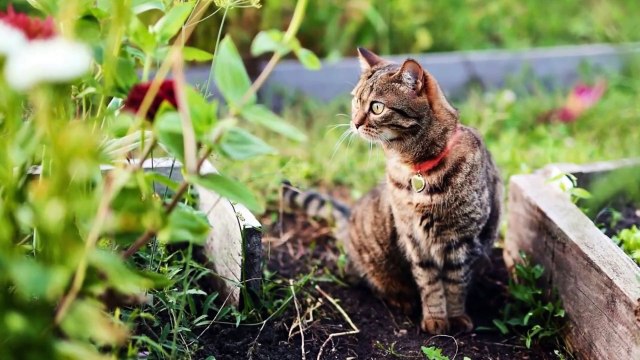 Cat Runs Away From Home: Find Out What to Do