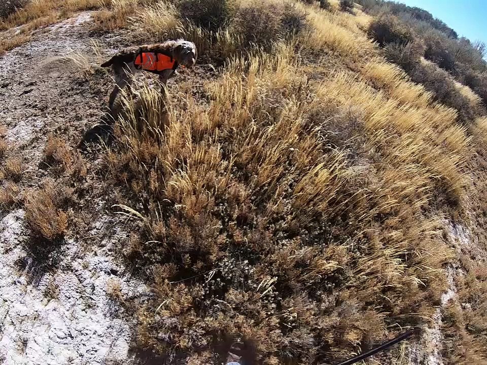 Willow points a hot spot