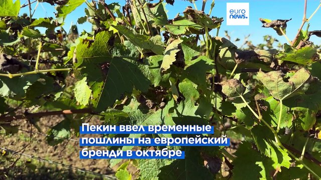 Коньяк тут ни при чем! Французские производители алкогольной продукции обеспокоены торговой войной между ЕС и Китаем