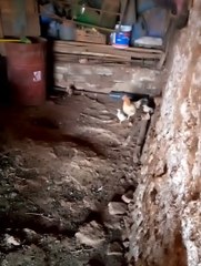 دجاجة وصغارها - دجاجة وكتاكت - دجاجة وصيصان - Hen and her chcks