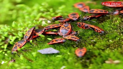 amazon jungle bangla !! Robin Dhibar !!আমাজন জঙ্গলের রহস্য #amazon #biggestforest