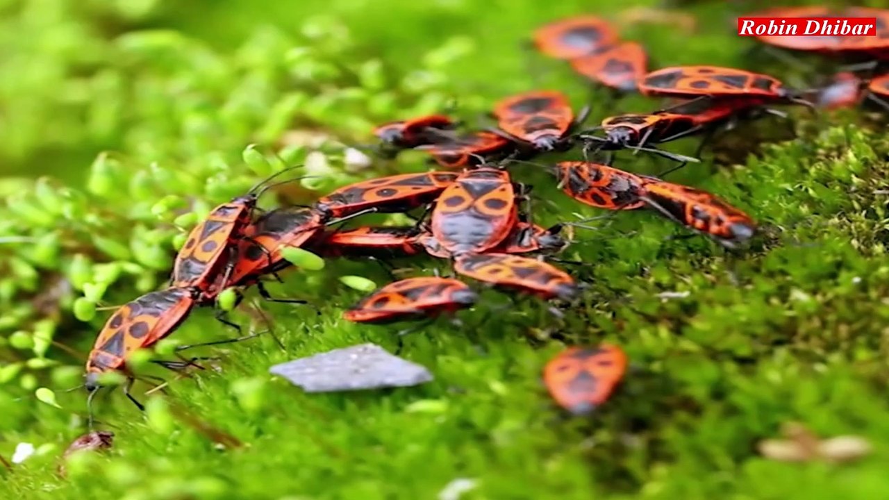 amazon jungle bangla !! Robin Dhibar !!আমাজন জঙ্গলের রহস্য #amazon #biggestforest