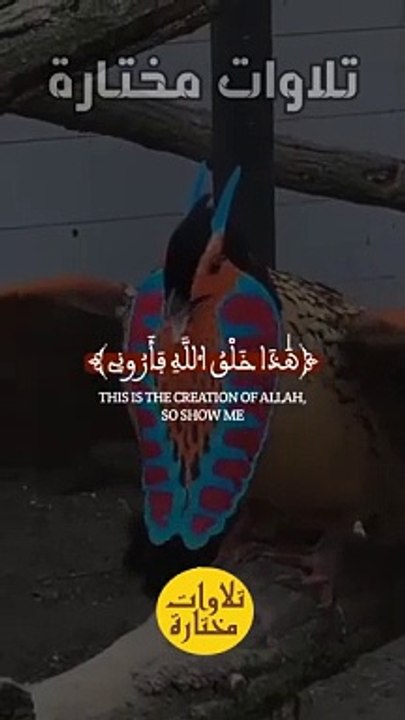 { هَٰذَا خَلْقُ ٱللَّهِ } #عبدالباسط