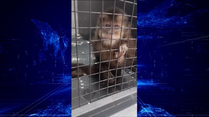 Exame do macaco-prego retirado do Lago Municipal deve sair na quarta-feira (30) Suspeita é que animal tinha Mpox