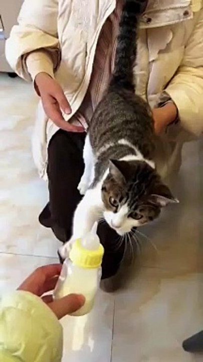 2024 best animals videos #cutecatvideos #funnycatvideos #cuteanimals #funny #reels #shortsvideo  #shorts #animal #funny animals #cat #animals #fyp