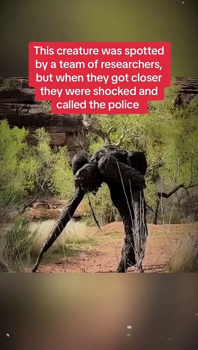 A strange creature was spotted #creature #usa