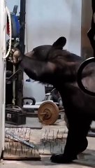 Captan a oso intentando abrir refrigerador en Nuevo León