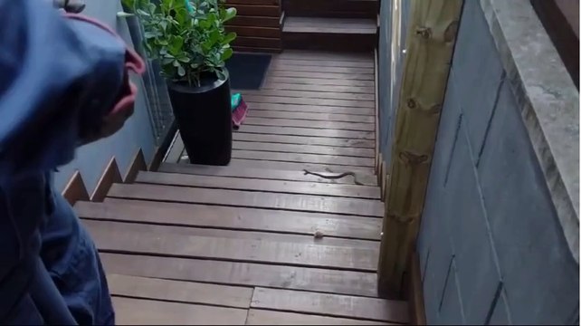 Cobra invade condomínio e deixa moradores para fora em Florianópolis