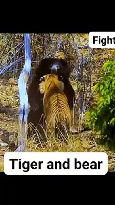 Tiger vs bear fight