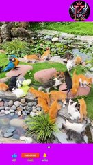 Pets paradise.pets lovers.