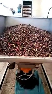 طريقة عصر الزيتون بالمغرب الأطلس المتوسط مكناس فاس بولمان