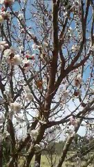 فصل الربيع يعود من جديد