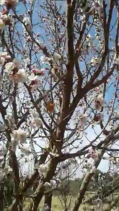 فصل الربيع يعود من جديد