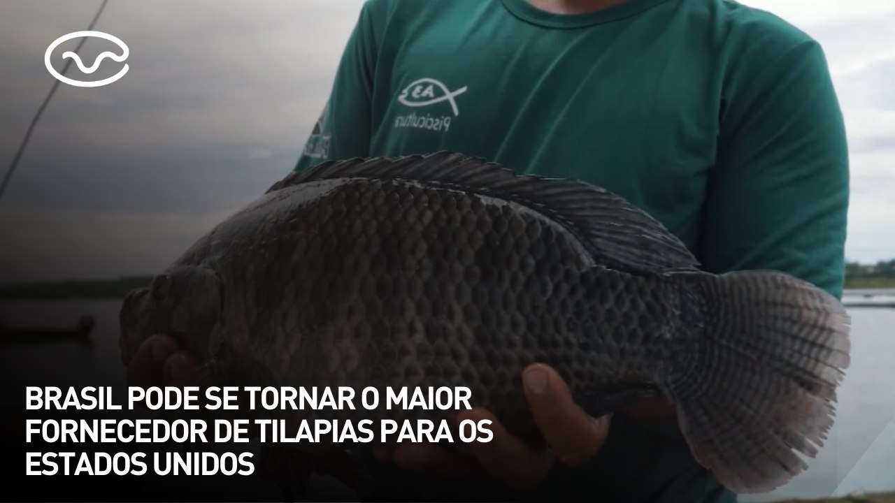 Brasil pode se tornar o maior fornecedor de tilapias para os Estados