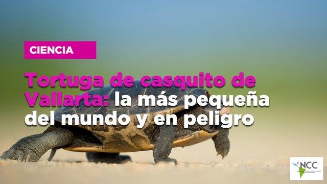 Tortuga de casquito de Vallarta: la más pequeña del mundo y en peligro