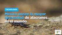 México posee la mayor diversidad de alacranes en el mundo